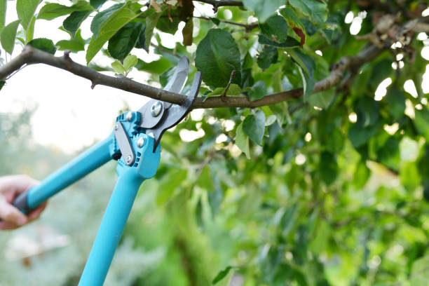 Professional Tree Service in Mount Pleasant, TN